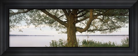 Framed Tree on a Lake, Wisconsin Print