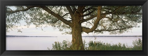 Framed Tree on a Lake, Wisconsin Print