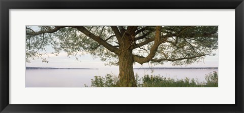 Framed Tree on a Lake, Wisconsin Print