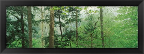 Framed Trees in spring forest, Turkey Run State Park, Parke County, Indiana, USA Print