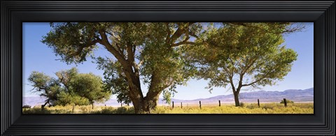 Framed Cottonwood trees in a field, Owens Valley, California, USA Print