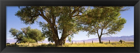 Framed Cottonwood trees in a field, Owens Valley, California, USA Print