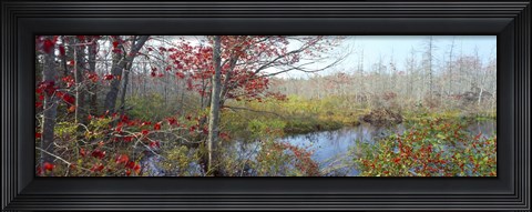 Framed Trees in a forest, Damariscotta, Lincoln County, Maine, USA Print