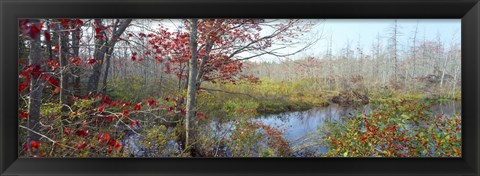 Framed Trees in a forest, Damariscotta, Lincoln County, Maine, USA Print