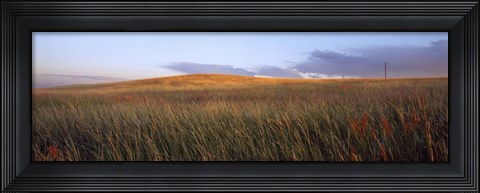 Framed Tall grass in a field, High Plains, Cheyenne, Wyoming, USA Print