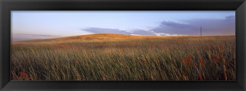 Framed Tall grass in a field, High Plains, Cheyenne, Wyoming, USA Print