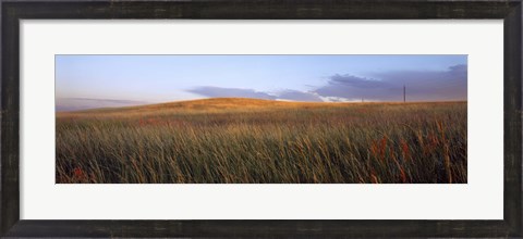 Framed Tall grass in a field, High Plains, Cheyenne, Wyoming, USA Print