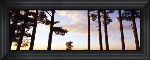 Framed Low angle view of pine trees, Iowa County, Wisconsin, USA Print