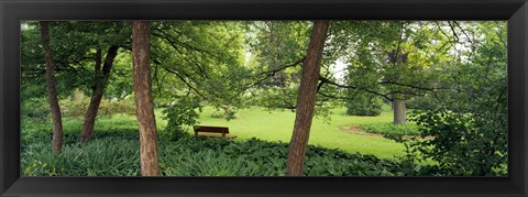 Framed Trees in a park, Adams Park, Wheaton, Illinois, USA Print