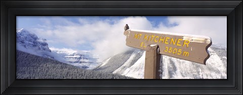 Framed Clark&#39;s Nutcracker (Nucifraga columbiana) perching on mountain sign, Mt. Kitchener, Jasper National Park, Alberta, Canada Print