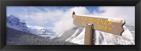 Framed Clark&#39;s Nutcracker (Nucifraga columbiana) perching on mountain sign, Mt. Kitchener, Jasper National Park, Alberta, Canada Print