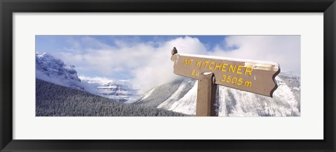 Framed Clark&#39;s Nutcracker (Nucifraga columbiana) perching on mountain sign, Mt. Kitchener, Jasper National Park, Alberta, Canada Print