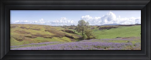 Framed Lupine field with mountain in the background, Table Mountain, Sierra Foothills, California, USA Print