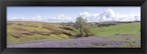 Framed Lupine field with mountain in the background, Table Mountain, Sierra Foothills, California, USA Print