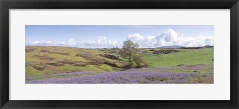 Framed Lupine field with mountain in the background, Table Mountain, Sierra Foothills, California, USA Print