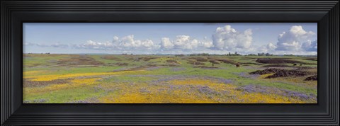 Framed Goldfield flowers in a field, Table Mountain, Sierra Foothills, California, USA Print
