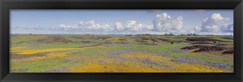 Framed Goldfield flowers in a field, Table Mountain, Sierra Foothills, California, USA Print