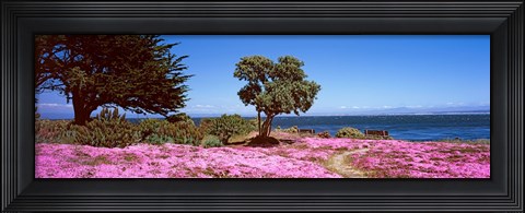 Framed Flowers on the beach, Pacific Grove, Monterey County, California, USA Print