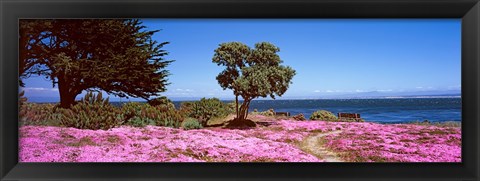 Framed Flowers on the beach, Pacific Grove, Monterey County, California, USA Print