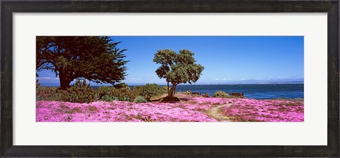 Framed Flowers on the beach, Pacific Grove, Monterey County, California, USA Print