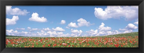 Framed Meadow flowers with cloudy sky in background Print