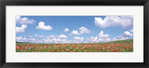 Framed Meadow flowers with cloudy sky in background Print