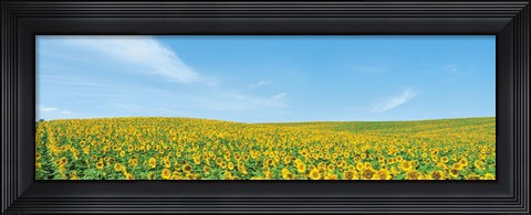 Framed Field of sunflower with blue sky Print