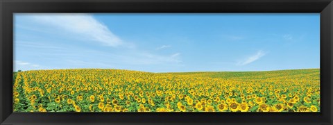 Framed Field of sunflower with blue sky Print