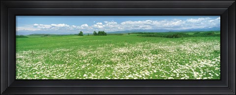 Framed Meadow flowers, Daisy field Print