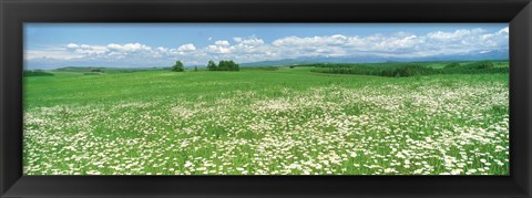 Framed Meadow flowers, Daisy field Print