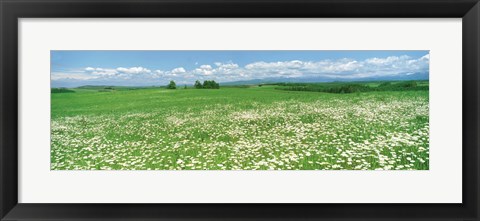 Framed Meadow flowers, Daisy field Print