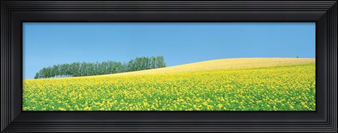 Framed Mustard field with blue sky in background Print