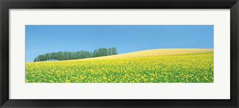 Framed Mustard field with blue sky in background Print