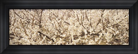 Framed Close up of flowering cherry tree Print