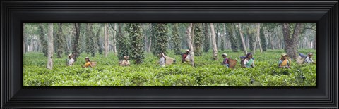 Framed Tea harvesting, Assam, India Print