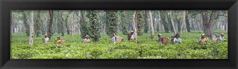 Framed Tea harvesting, Assam, India Print