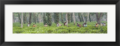 Framed Tea harvesting, Assam, India Print