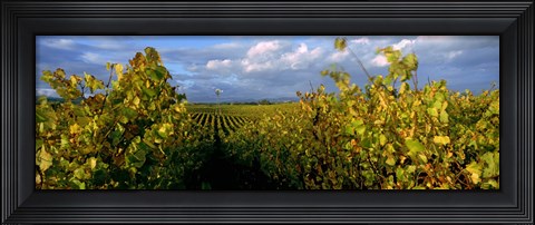 Framed Low angle view of vineyard and windmill, Napa Valley, California, USA Print