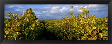 Framed Low angle view of vineyard and windmill, Napa Valley, California, USA Print