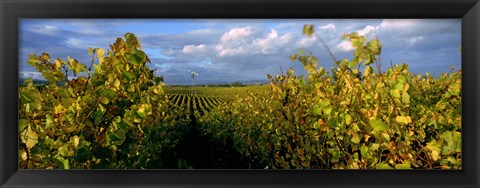 Framed Low angle view of vineyard and windmill, Napa Valley, California, USA Print