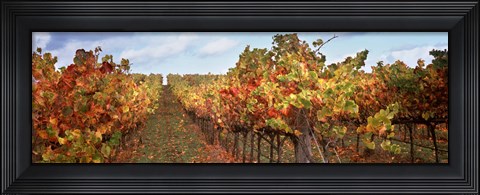 Framed Autumn in a vineyard, Napa Valley, California, USA Print