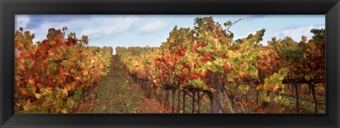 Framed Autumn in a vineyard, Napa Valley, California, USA Print