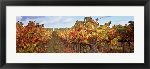 Framed Autumn in a vineyard, Napa Valley, California, USA Print