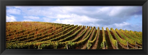 Framed Rows of vines with leaves, Napa Valley, California, USA Print