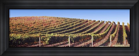 Framed Rows of vines on a hill, Napa Valley, California, USA Print