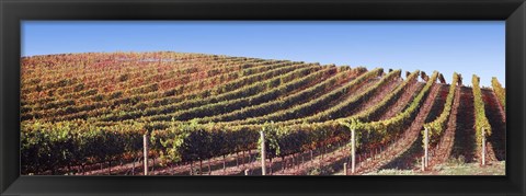 Framed Rows of vines on a hill, Napa Valley, California, USA Print