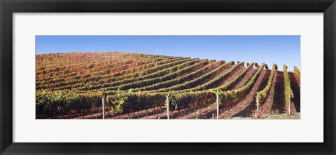 Framed Rows of vines on a hill, Napa Valley, California, USA Print