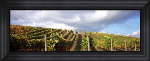 Framed Cloudy skies over a vineyard, Napa Valley, California, USA Print