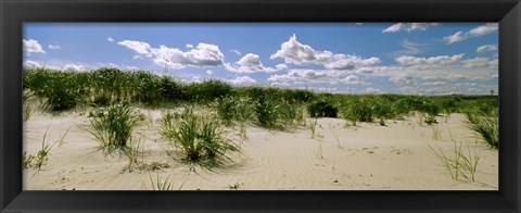 Framed Grass among the dunes, Crane Beach, Ipswich, Essex County, Massachusetts, USA Print