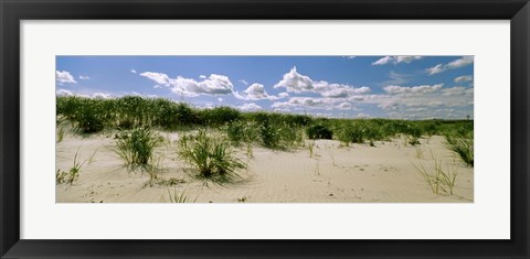 Framed Grass among the dunes, Crane Beach, Ipswich, Essex County, Massachusetts, USA Print
